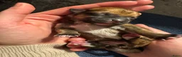 Jack Chi dogs for sale: Jackawawa pups  - Advert 9