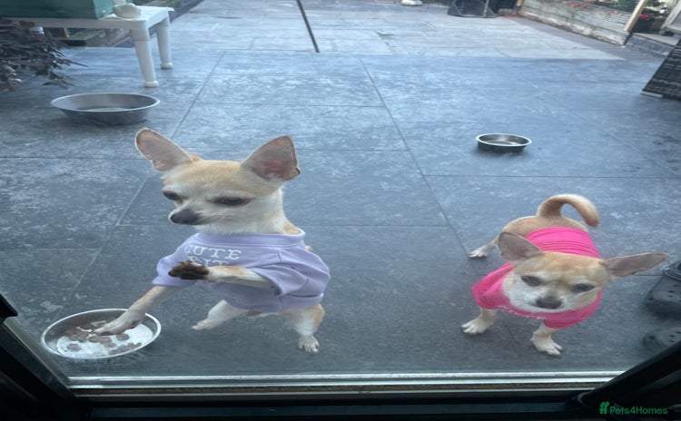 Chihuahua dogs - Advert 15