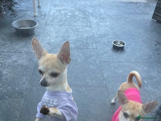 Chihuahua dogs - Advert 14