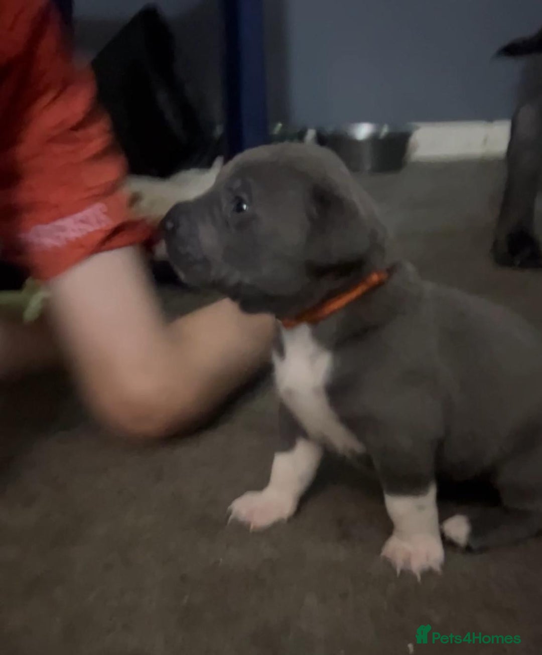 Cane Corso dogs for sale: Beautiful rare cane corso with white legs  - Advert 6