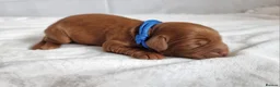 Cockapoo dogs for sale: F1 Cockapoo puppies fully DNA tested parents  - Advert 5