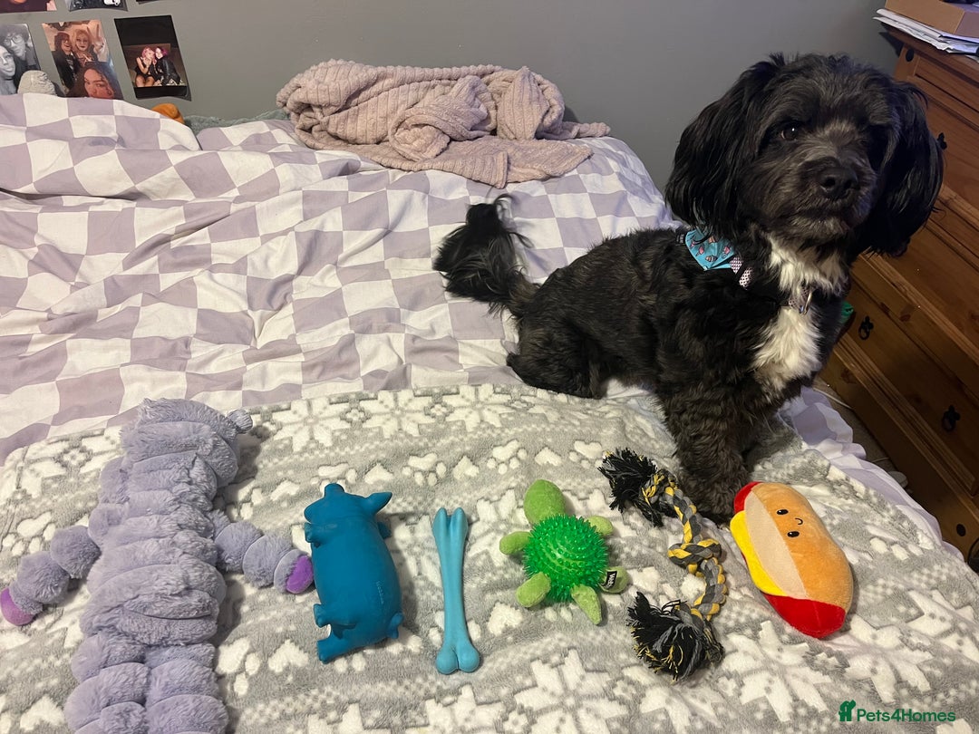 Jackapoo dogs for sale: Teddys needs a home - Advert 2