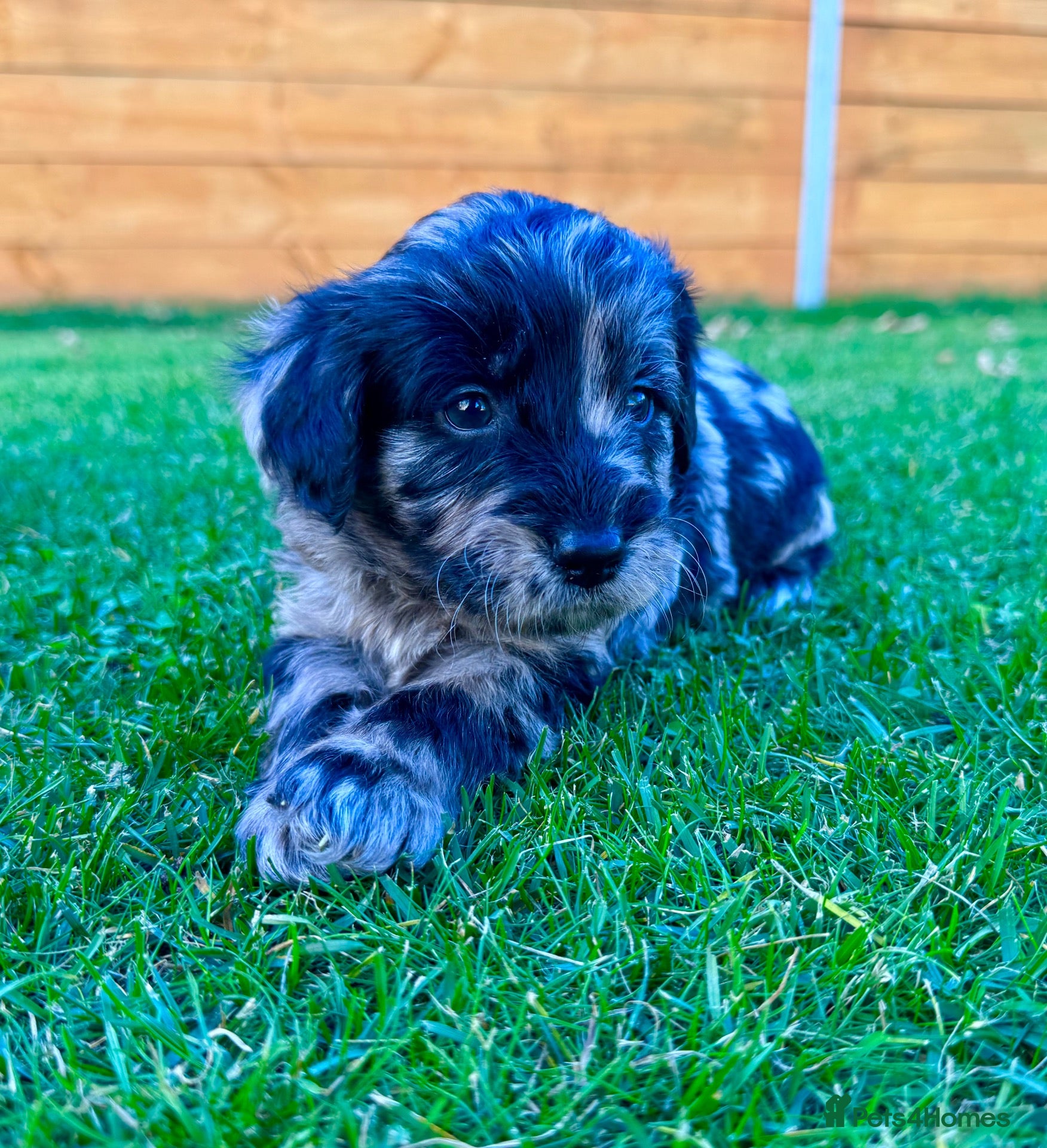 Labradoodle dogs F1 Labradoodle Merle Babies 🐾🐾🐾 - Advert 1