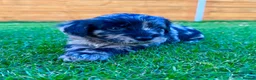 Labradoodle dogs for sale: F1 Labradoodle Merle Babies 🐾🐾🐾 - Advert 1