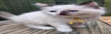 Ragdoll Kitten 1