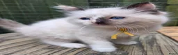 Ragdoll cats for sale: 1 Beautiful Tori Girl Ragdoll - Advert 2