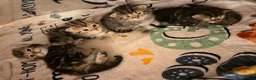 Persian cats for sale: 5 Persian X kittens available from 9th May - Advert 21
