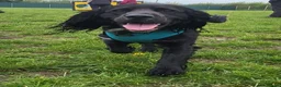 Sprocker dogs for stud: Outstanding Black Sprocker Spaniel for Stud in Yeovil - Advert 17
