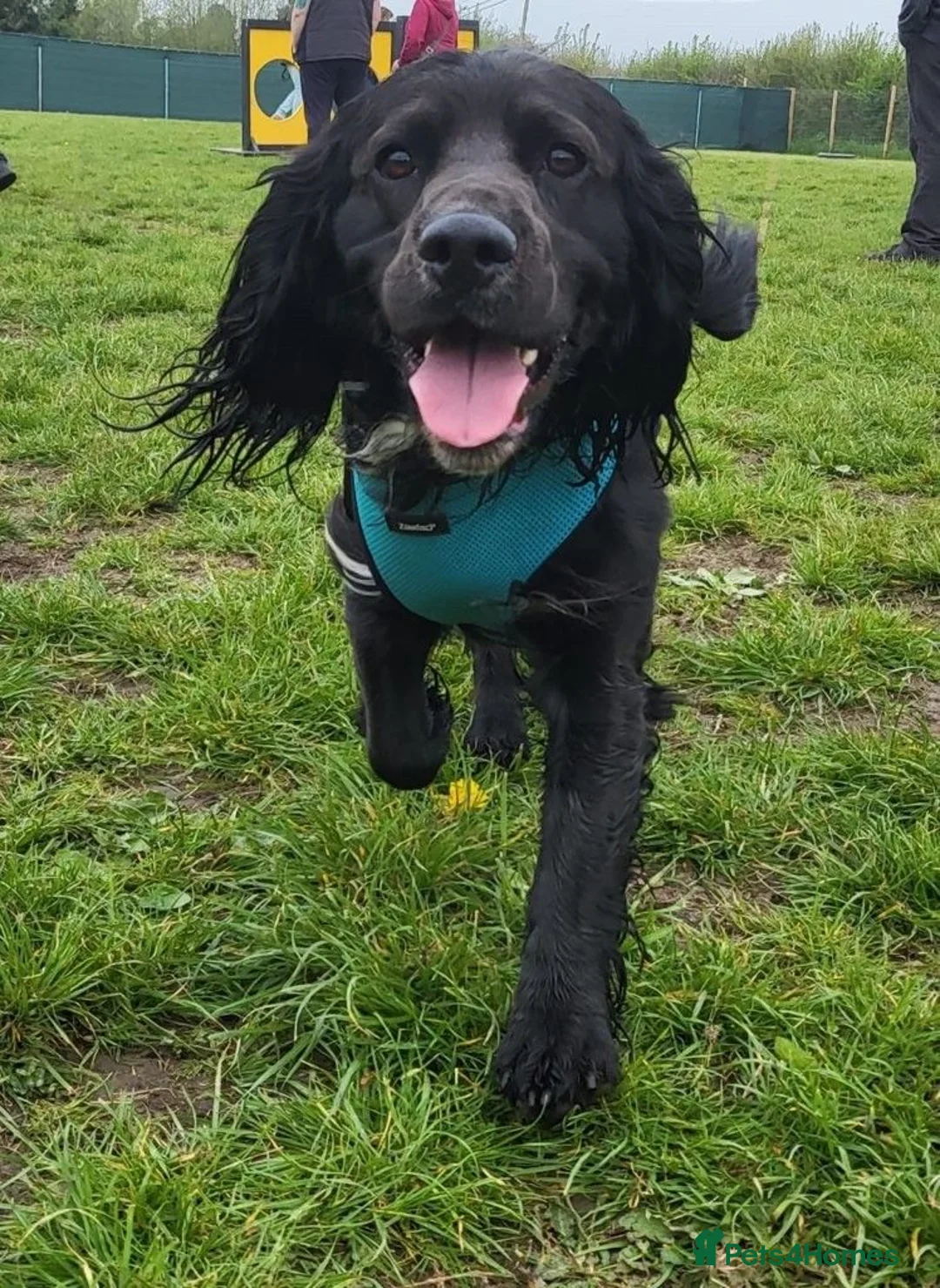 Sprocker dogs for stud: Outstanding Black Sprocker Spaniel for Stud in Yeovil - Advert 17