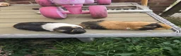 Guinea Pig rodents for sale: Free to good home in Doncaster - Advert 3
