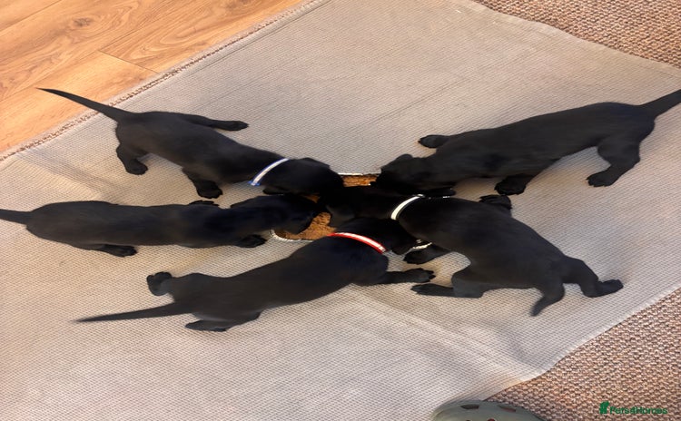 Labrador Retriever dogs - Advert 3