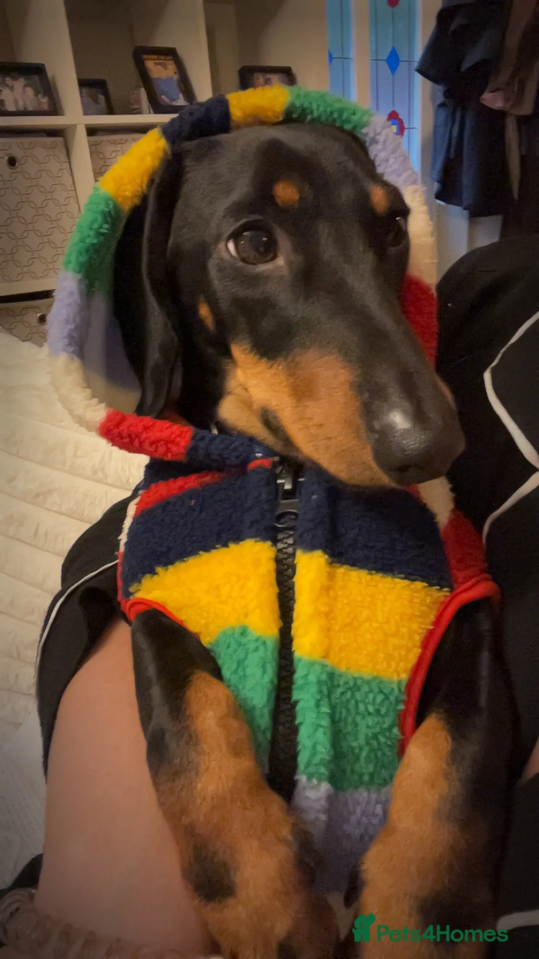 Miniature Dachshund dogs for sale: True miniature dauchund for sale  - Advert 2