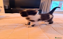 British Shorthair cats for sale: Half British shorthair kittens - Image 9