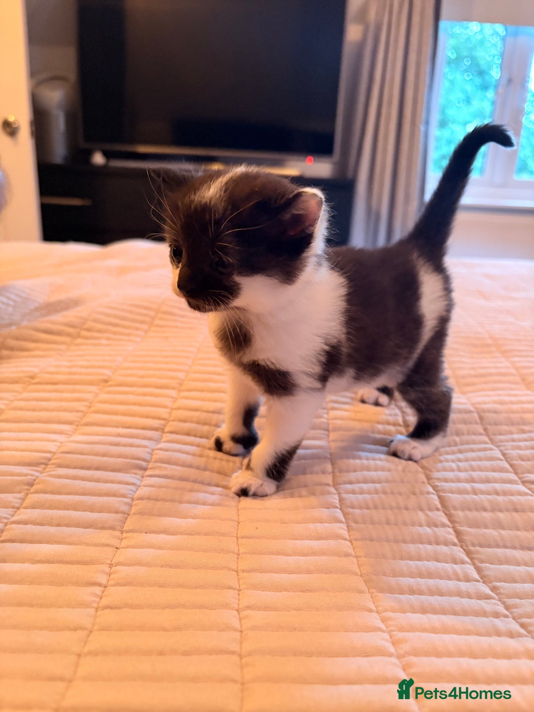 British Shorthair cats for sale: Half British shorthair kittens - Image 9