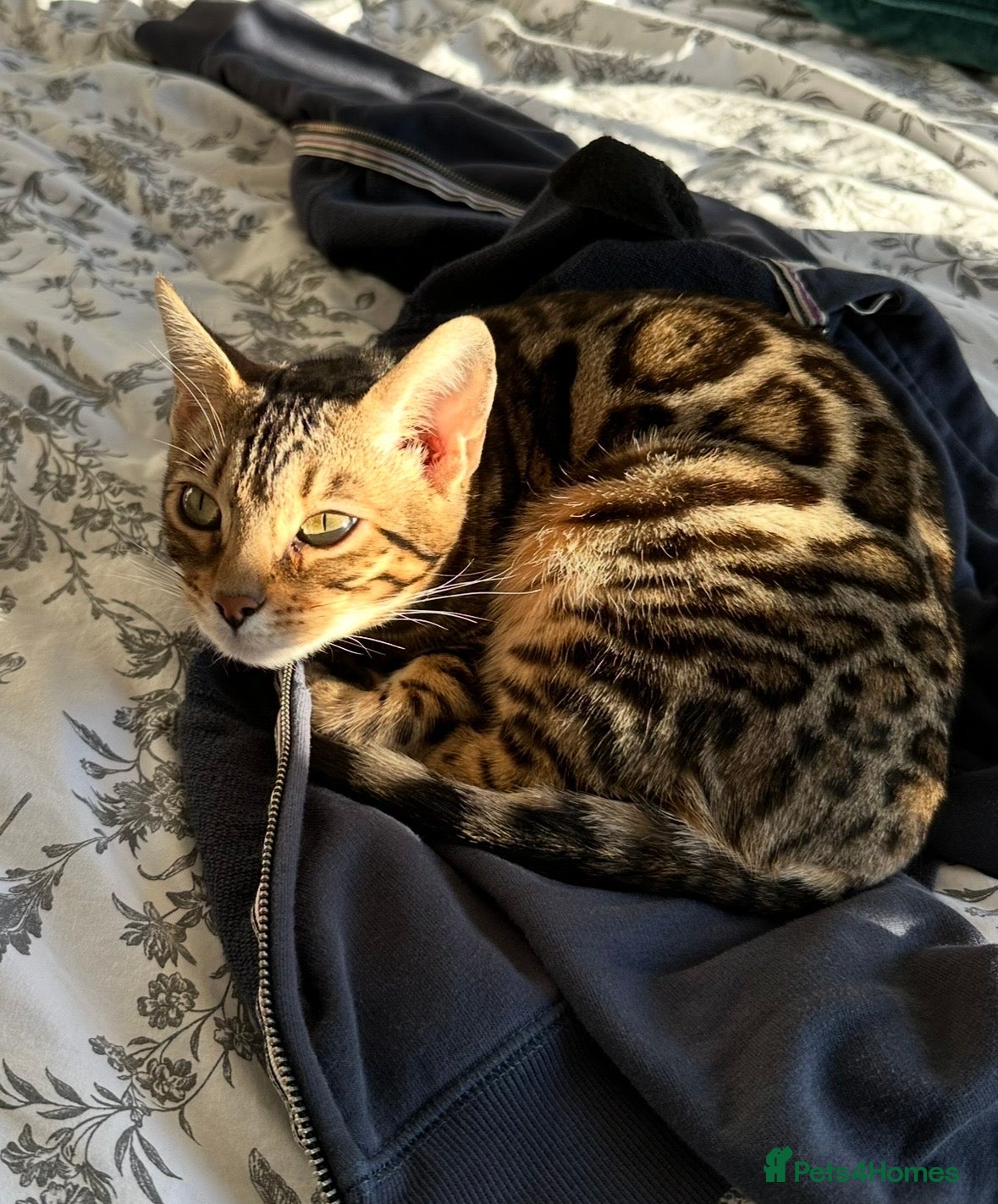 Bengal cats Pure Bengal cat for sale  - Advert 18