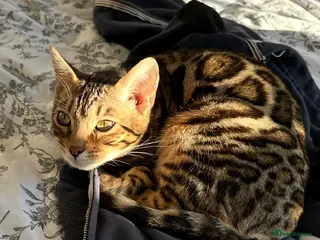 Bengal cats Pure Bengal cat for sale - Advert 18