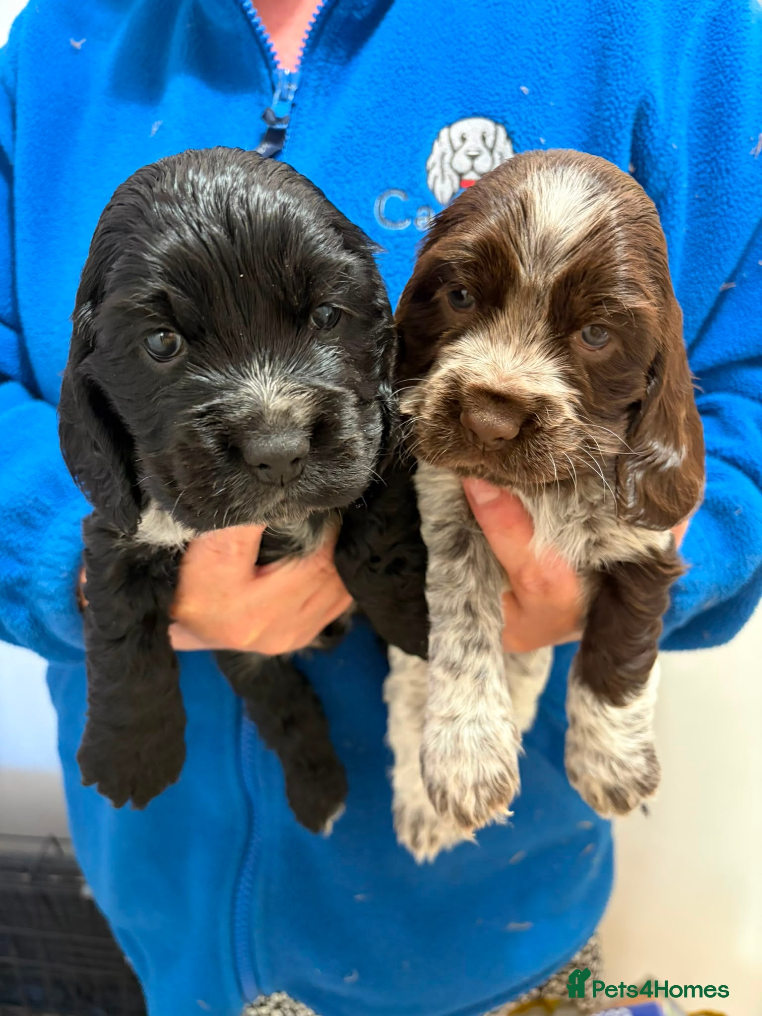 Cocker Spaniel dogs Show Type KC Cocker Available 1 male, 1 female - Advert 1
