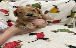 Cockapoo dogs for sale: Five Beautiful Cockerpoo Puppies  - Image 13