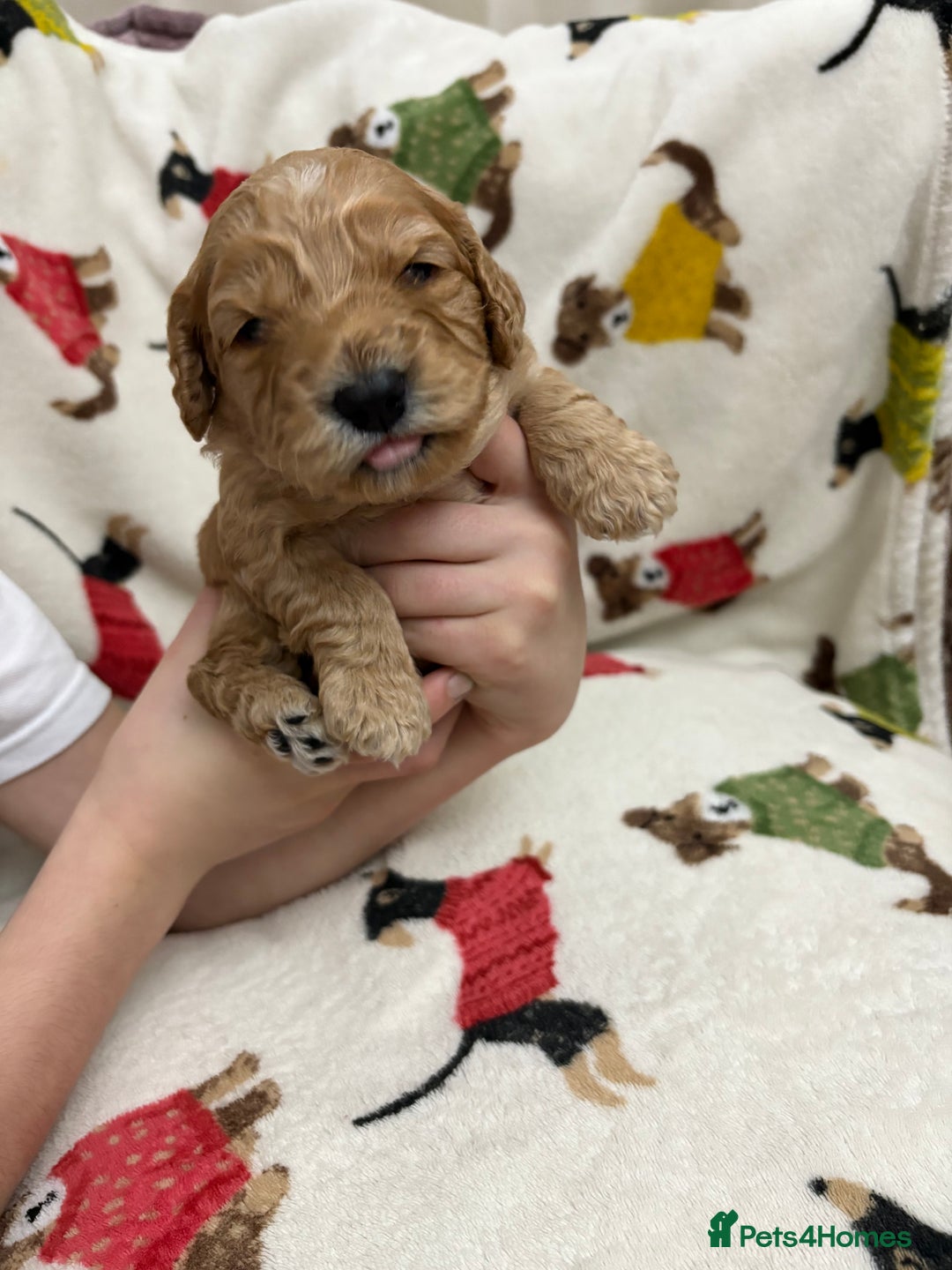 Cockapoo dogs for sale: Five Beautiful Cockerpoo Puppies  - Image 13