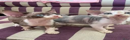 Devon Rex cats for sale: Beautiful pure Devon Rex kittens  - Advert 5