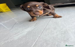 Mixed Breed dogs for sale: Dorkie Puppies  - Image 9