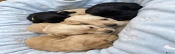 Cockerdor dogs for sale: Cockerdor puppies  in Epsom - Advert 1