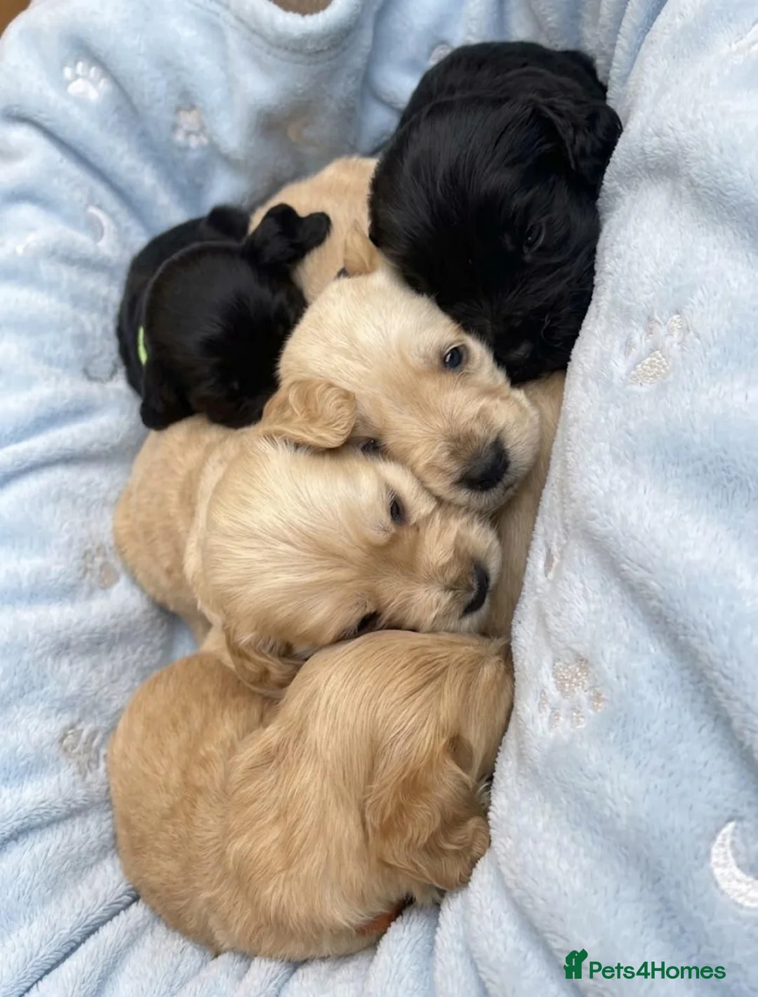 Cockerdor dogs for sale: Cockerdor puppies  in Epsom - Advert 1