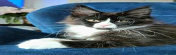 Maine Coon cats for sale: Maine Coon kittens, 2 girls , 1 boy  - Advert 6