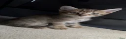 Mixed Breed cats for sale: 7 Kittens For Sale | Mixed Breed Bengal - Advert 4