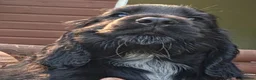 Cocker Spaniel dogs for sale: Show type Cocker spaniels  - Advert 12