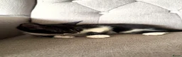 Mixed Breed cats for sale: Gorgeous Playful Kittens - Advert 5