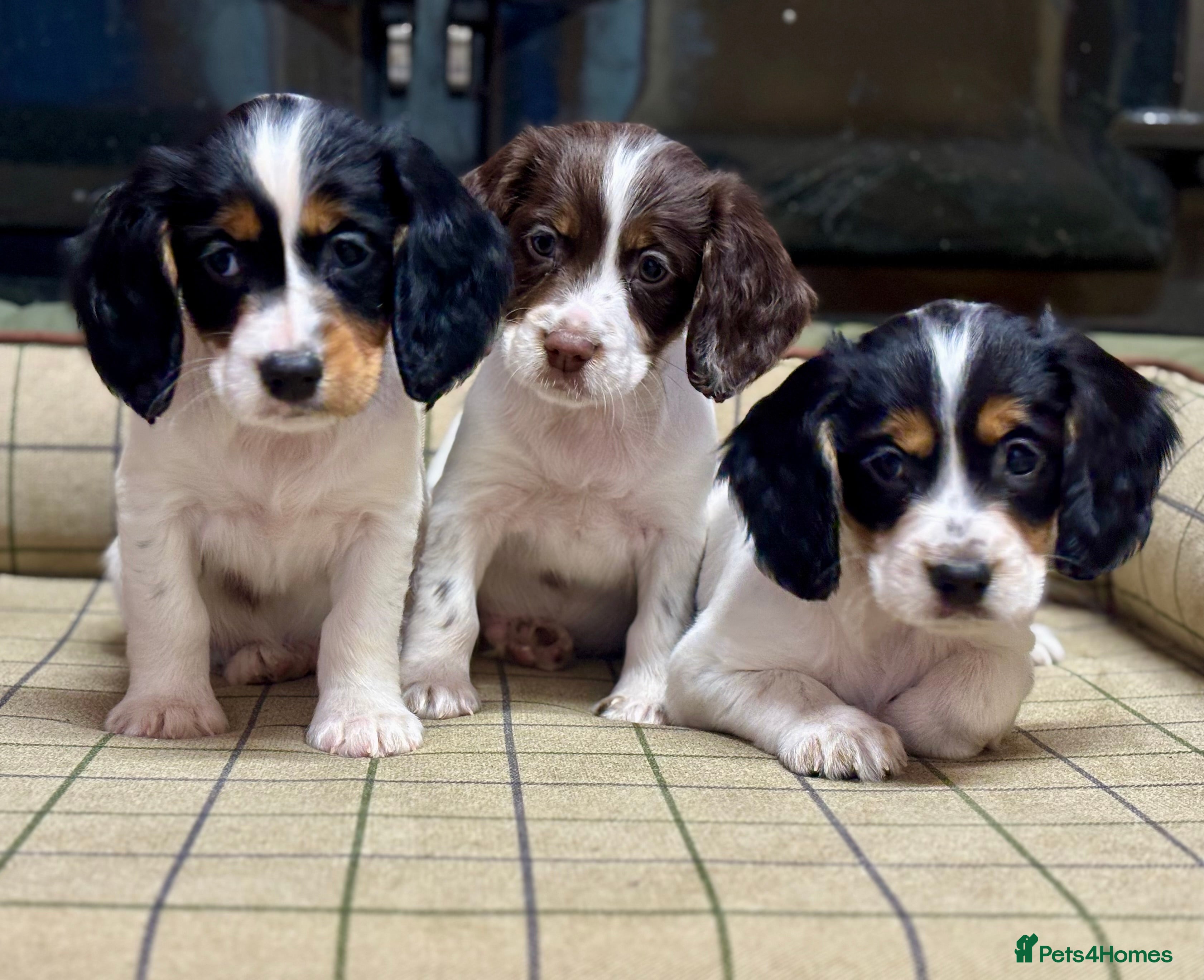Cocker Spaniel dogs Stunning Cocker Spaniel Puppies  - Advert 17