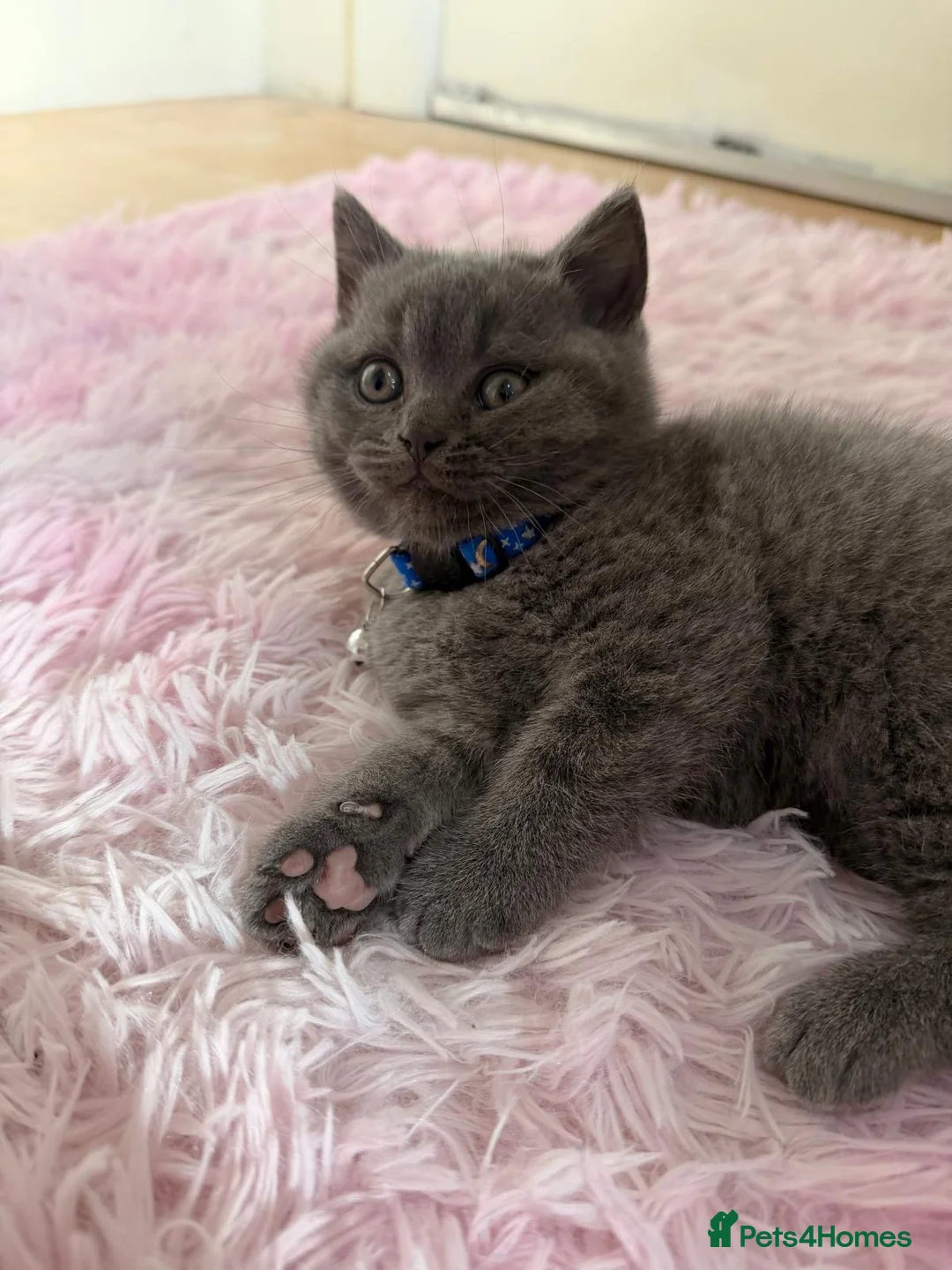 British Shorthair cats for sale: Beautiful British Shorthair Kittens! in London - Advert 12
