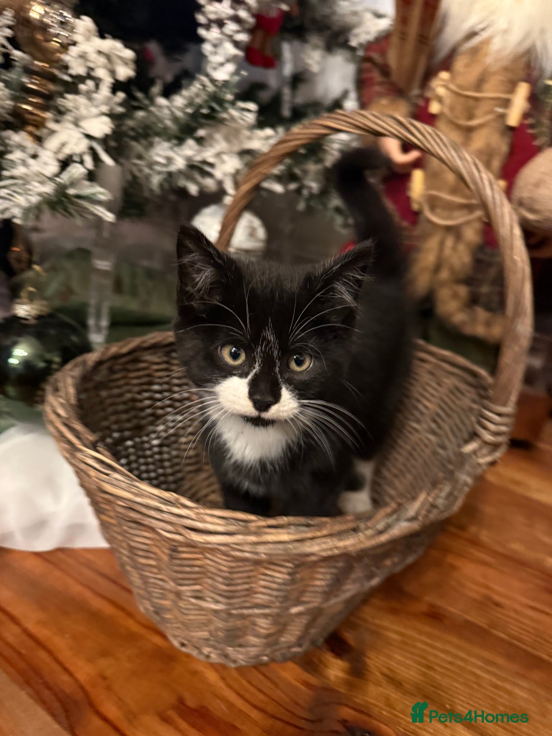 Mixed Breed cats for sale:  **  kittens for Sale  - Advert 3