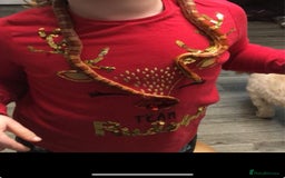 Corn Snake reptiles for sale: Cornsnake  - Image 4