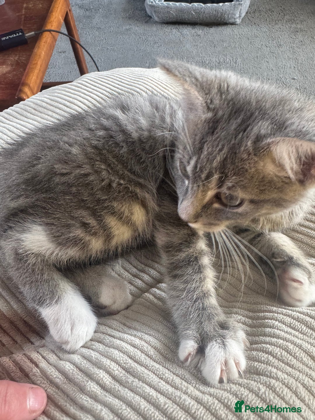 Mixed Breed cats for sale: 1 male grey and twin black girls  - Image 1