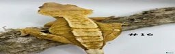 Gecko reptiles for sale: Adult, Juvenile and Lilly White Crested Geckos - Advert 33