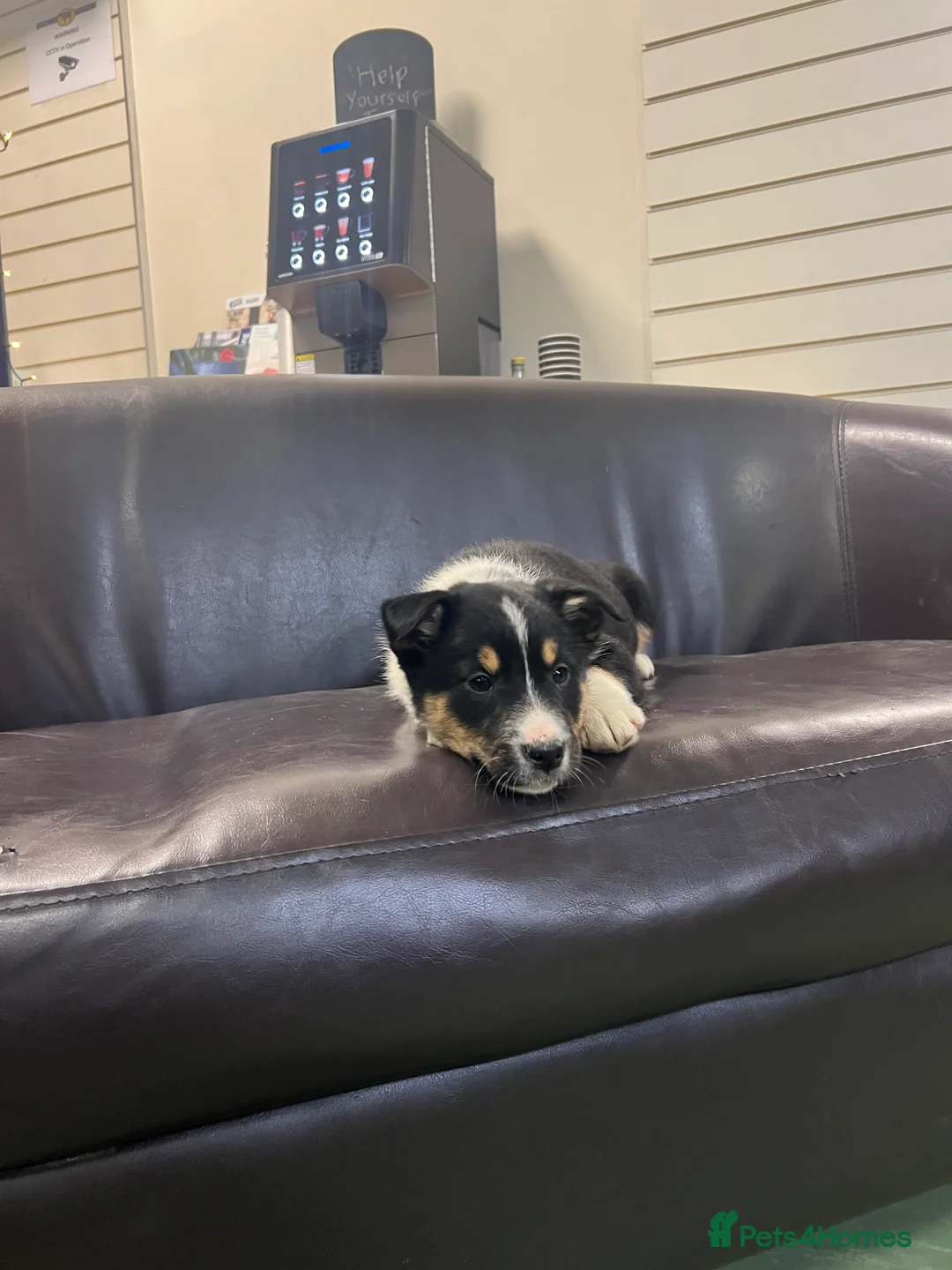 Border Collie dogs for sale: Ted! - Proven Working Border Collie Puppy! - Advert 16