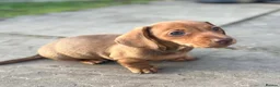 Miniature Dachshund dogs for sale: Smooth haired min Dachshund - Advert 24