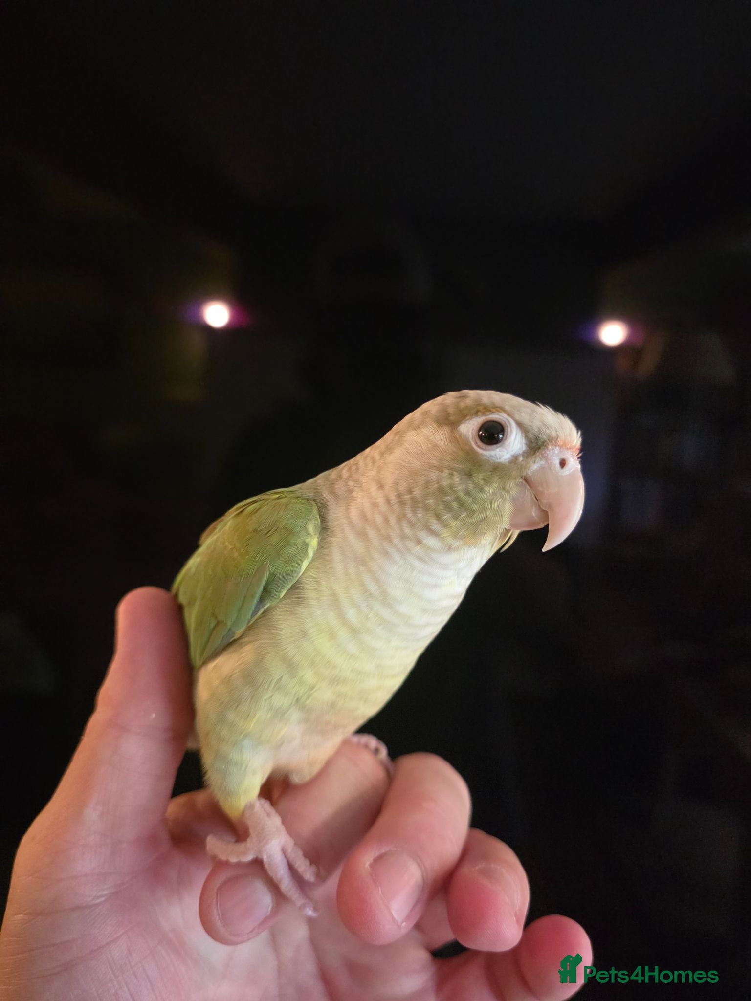 Conures birds  Hand readed Mooncheek Conure with Full Setup  - Advert 13