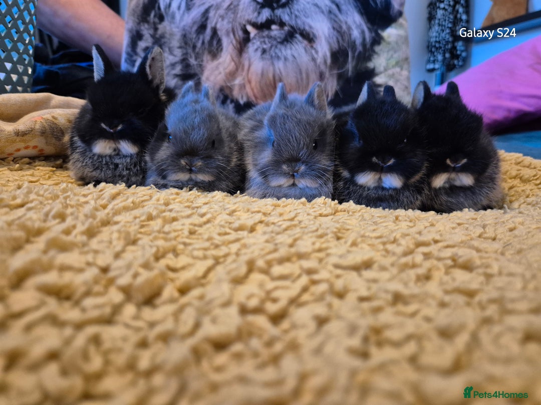 Netherland Dwarf rabbits for sale: Netherland dwarf  - Image 1