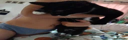 Mixed Breed cats for sale: Female kitten - Advert 1
