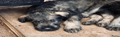 Giant Schnauzer Puppy 1