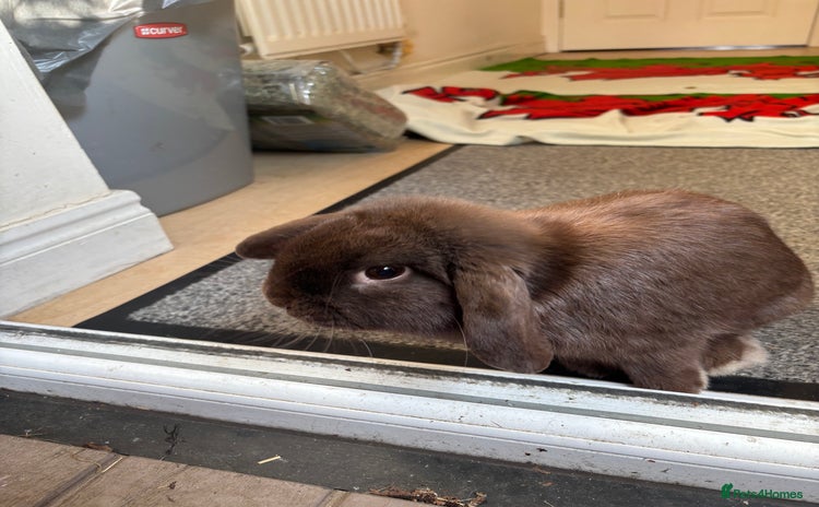 Mini Lop rabbits - Advert 1