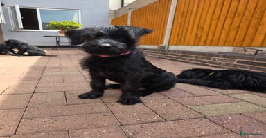 Giant Schnauzer dogs in West Bromwich - Advert 11