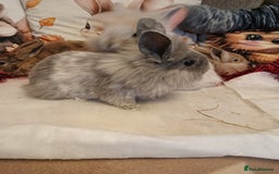 Mixed Breed rabbits for sale: Baby rabbits  - Advert 6