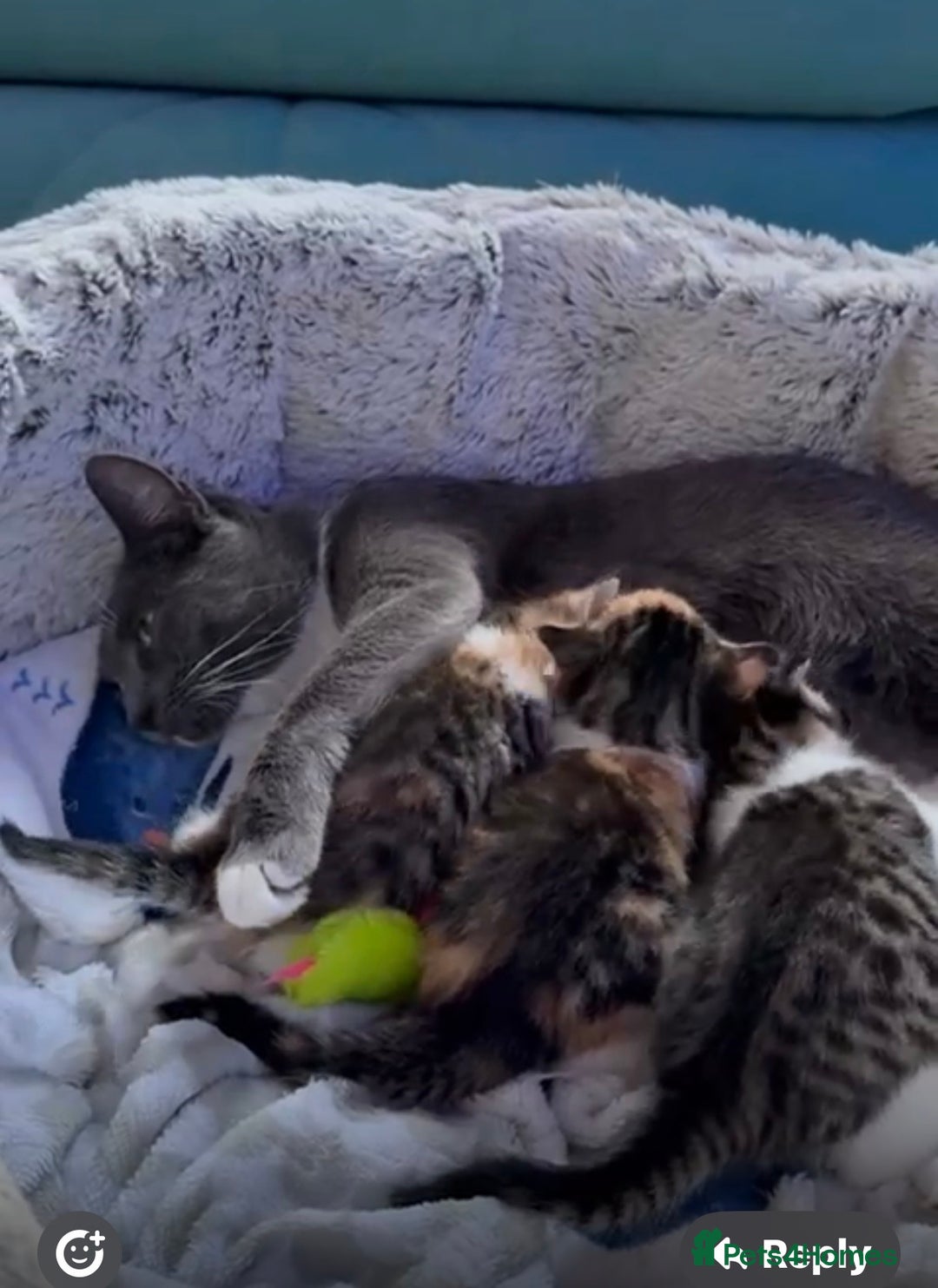 European cats for sale: Kittens - Image 4