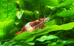 Shrimps fish for sale: Neocaridina Shrimp Aquarium  - Image 4
