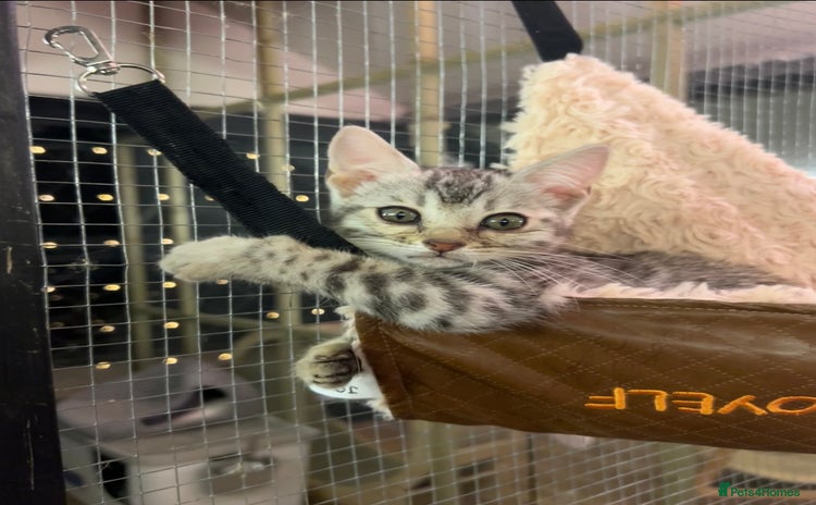 Bengal cats Last silver girl ready now, dads double 😻 - Advert 5