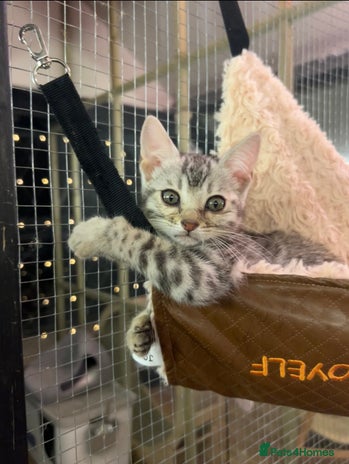 Bengal cats Last silver girl ready now, dads double 😻 - Advert 3